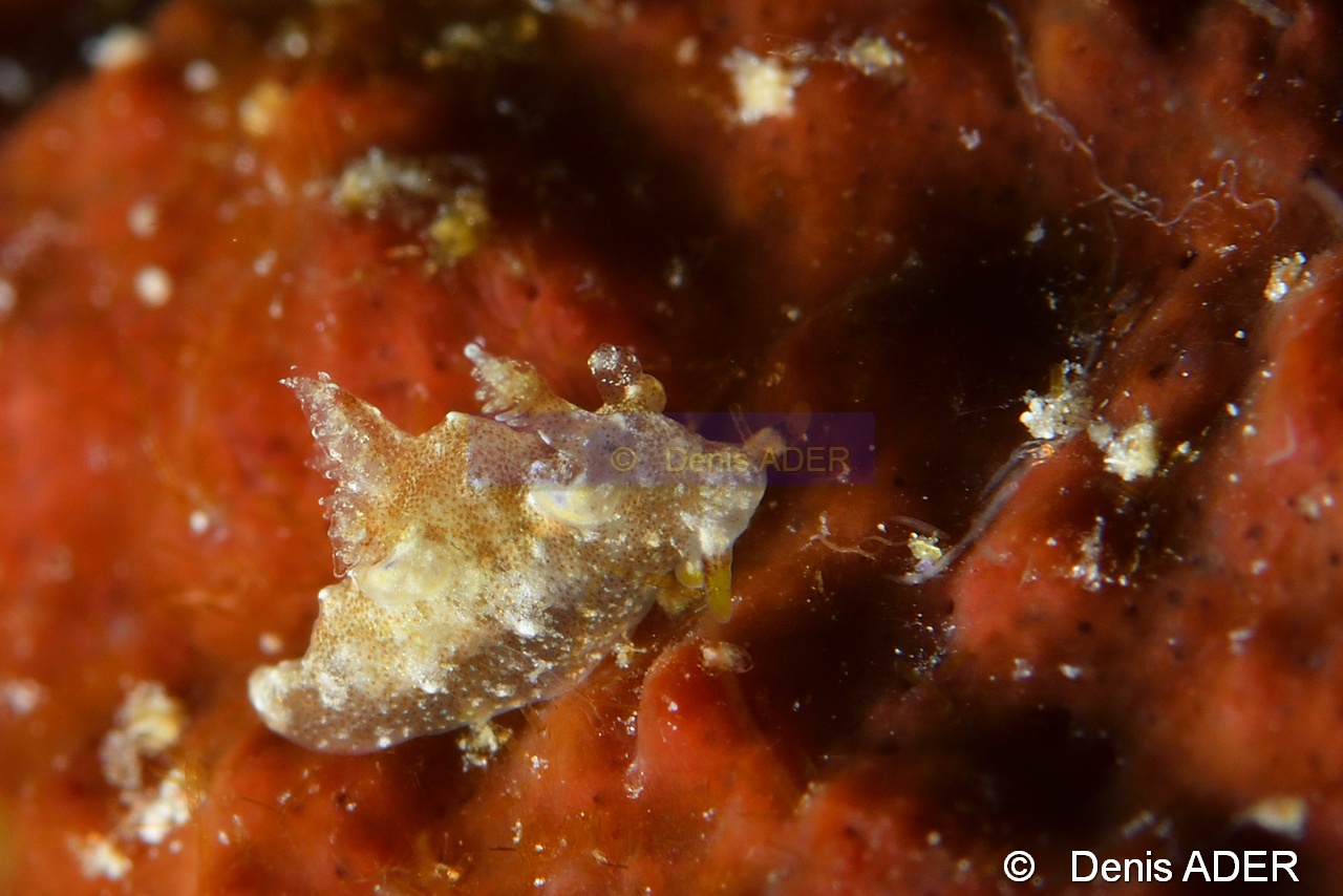 Trapania palmula-Wangi Wangi Island-19m-20180601-Denis-ADER-DSC_3071_tn.jpg
